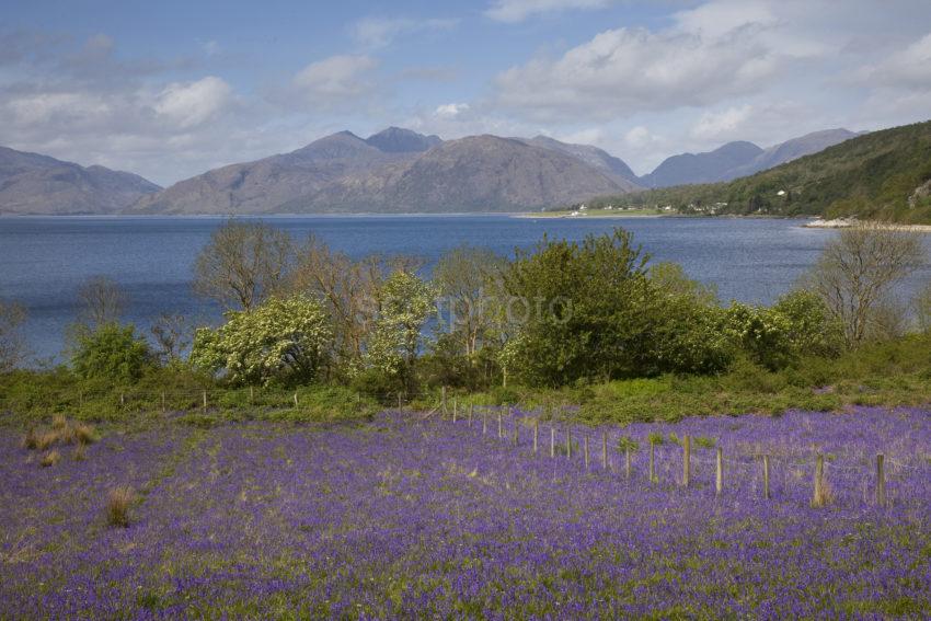 I5D4791 Bluebells On Shore At North Ballachulish With Morvern Hills