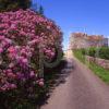 Springtime At Duart Castle Island Of Mull