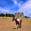 Horse At Lancing College Chapel