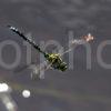 4012 Southern Hawker Dragonfly Eriska