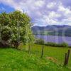 Springtime Scene Around Loch Tummel Perthshire