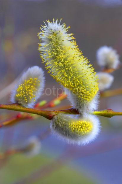 Good Shot Pussy Willow