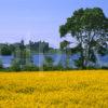 Summer View To Linlithgow Palace Across Loch From Rape Seed Field
