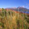 View Towards Ben Nevis And Fort William As Seen From Loch Eil Lochaber