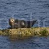 Seal Pup On Shore At Corrie Isle Of Arran