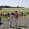 Walking On Gigha With Windmills In View