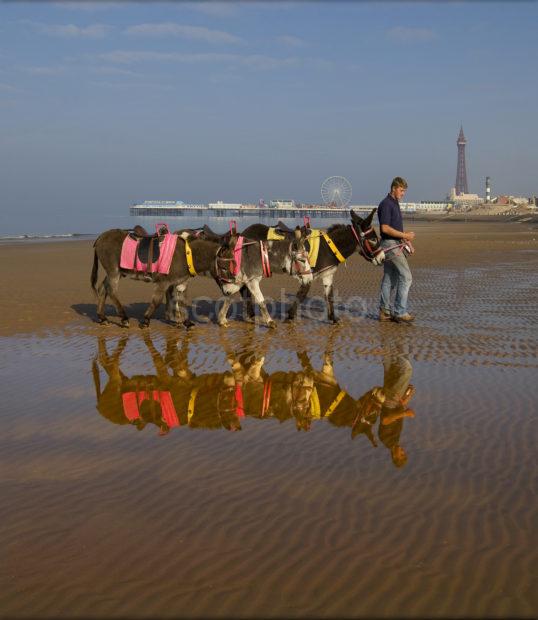 Donkey Reflections Blackpool