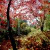 Untitled 149 Vivid Autumn Colours In Crarae Garden Argyll