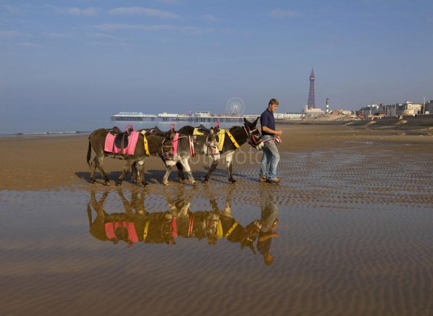 3X8G9489 Donkey Reflections Blackpool 2