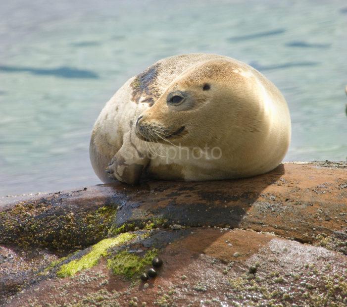 Close Up Of Seal Pup Arran