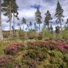 WY3Q9957 Heather And Pine Forest Deeside