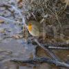 Y3Q9862 Robin On Shore Loch Sheil