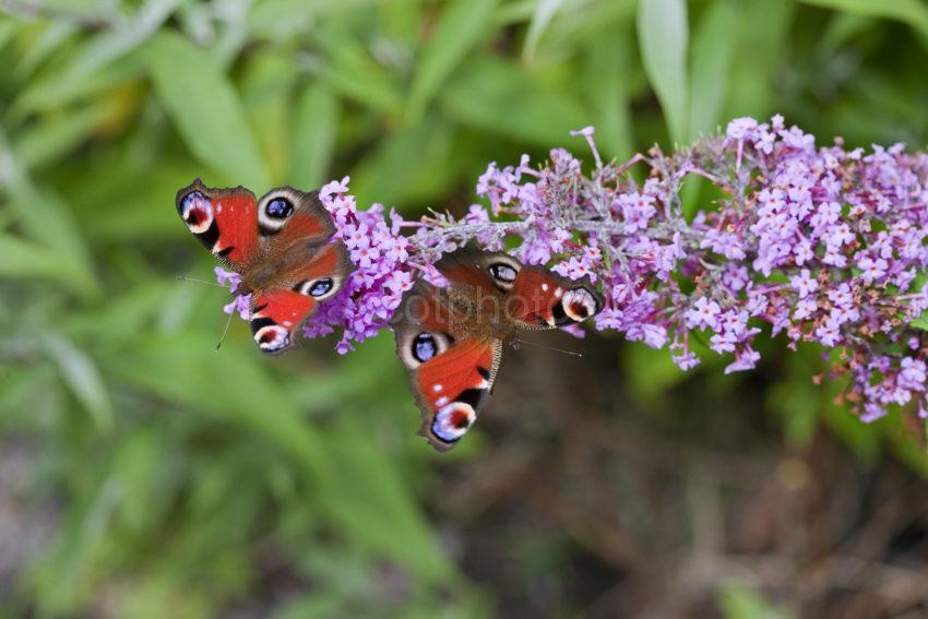 2 Peacock Butterflys On Buddleia