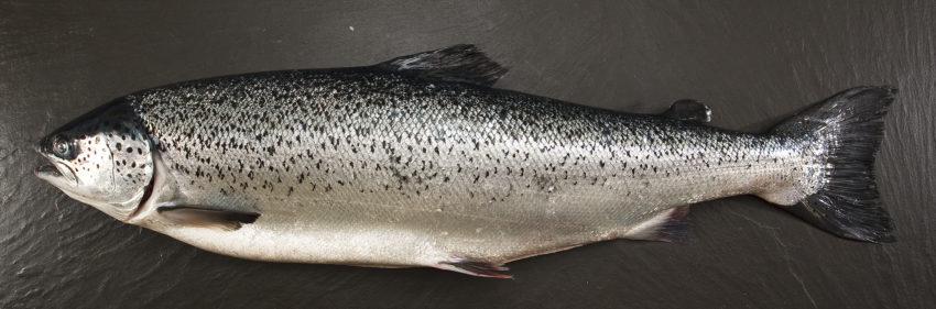 3X8G8467 Scottish Salmon