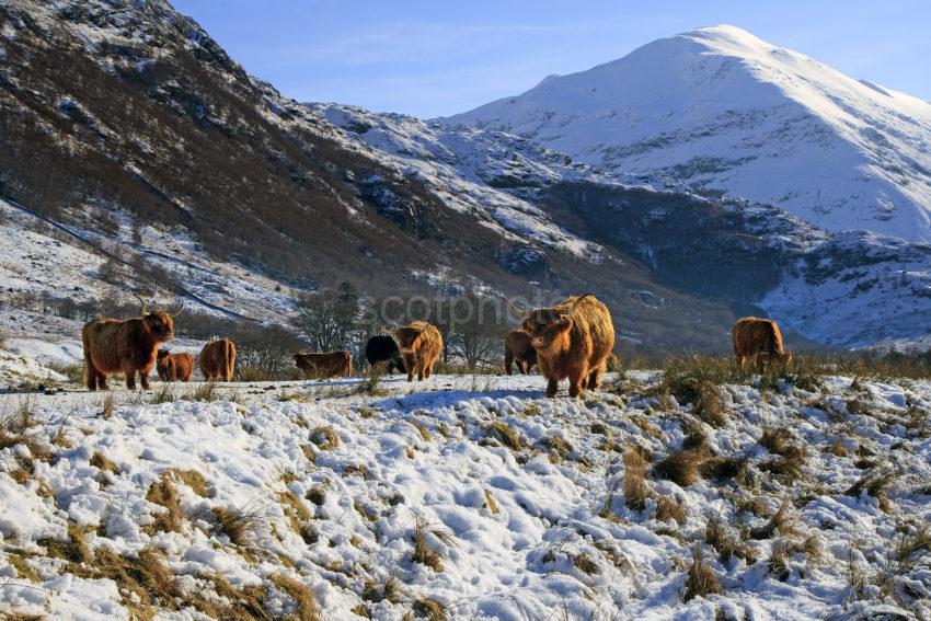 Highland Cows Winter