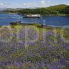 MV CLANSMAN FROM BLUEBELLS KERRERA