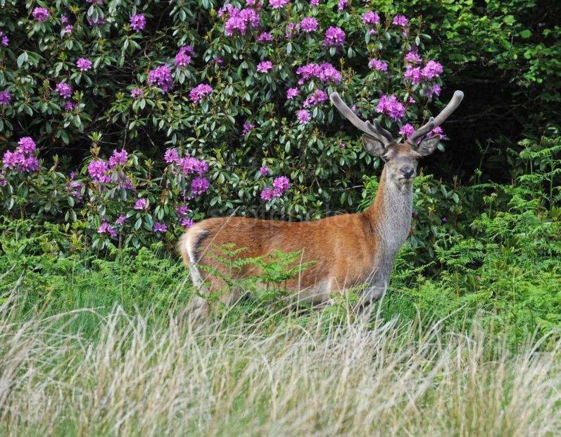 DSC 1930 Deer Glenfinnan Good Shot