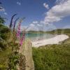 Gigha Beach With Foxgloves