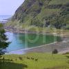 Deer Grazing Near Shore In Carsaig Bay Isle Of Mull