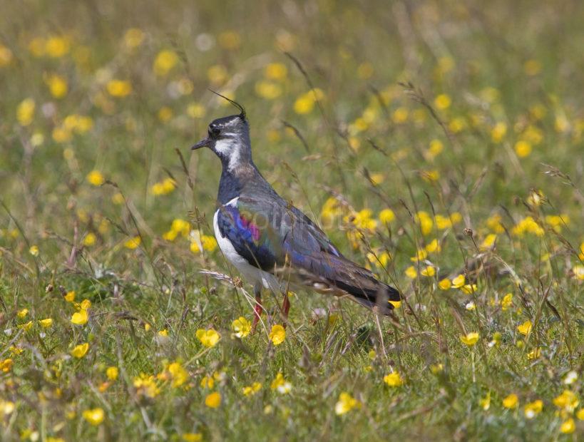 Lapwing On Tiree