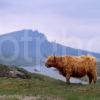 Highland Cow Poses Nr Loch Fada And The Storr Rock Trotternish Skye