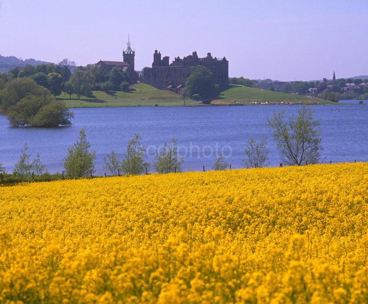 Lovely View Across Yellow Fields Of Rapeseed Towards Linlithgow Palace On Linlithgow Loch West Lothian