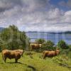 Highland Cattle On Estate With Views