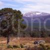 Rothiemurchus Forest Towards Lairig Ghru Pass From Tullochgrue Near Glen More Cairngorms