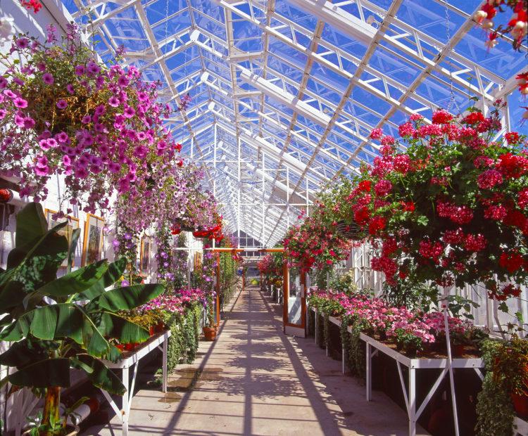 Wonderful Plants Of All Colours Including Many Tropical Can Be Seen In The Winter Gardens Situated In Duthie Park On The Banks Of The River Dee Aberdeen