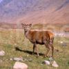 Wild Red Deer Hind In Lower Glen Etive Argyll