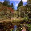 Untitled 147 Colourful Scene In Arduaine Gardens Loch Melfort