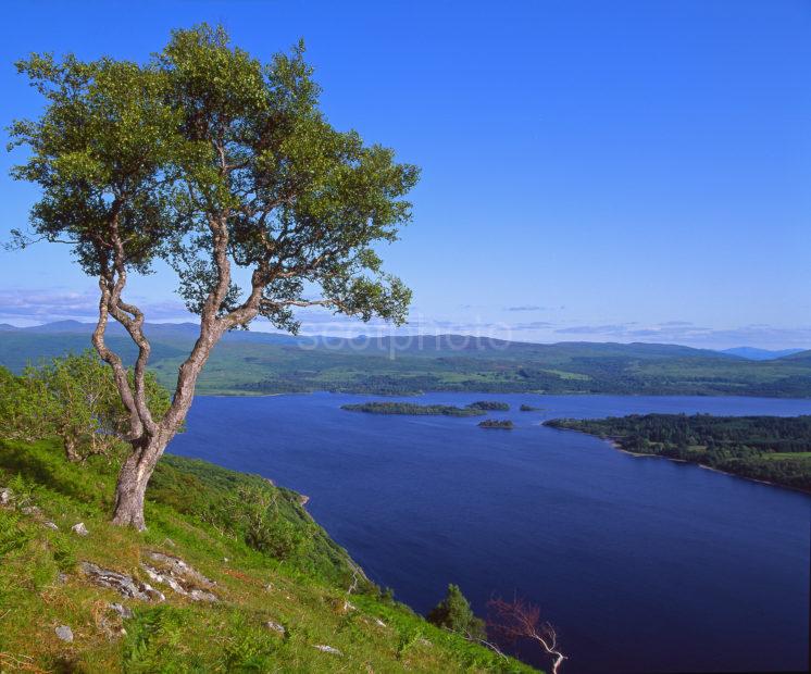 Summer Of Loch Awe From The Slopes Of Ben Cruachan Argyll