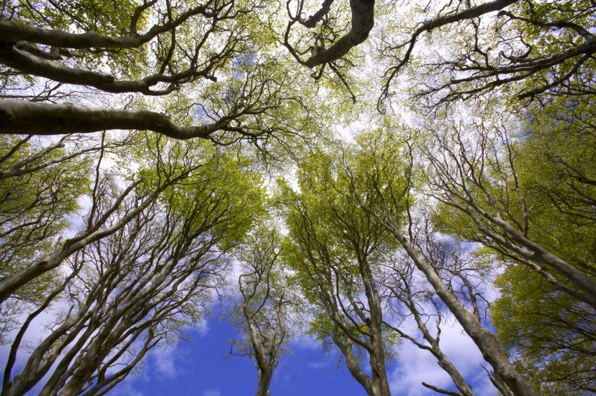 Forest Canopy On Mull