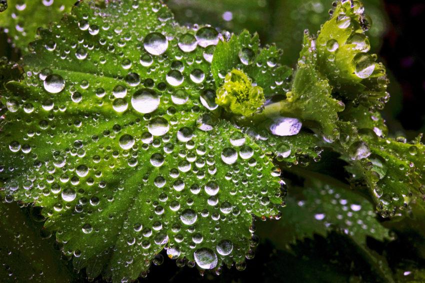 Droplets Of Water Repose On Vegetation High Contrast