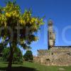 Laburnham Blossom St Andrews Cathedral Ruins Fife