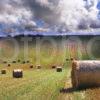 Rolly Polly Fields Rolls Of Hay In Scottish Borders