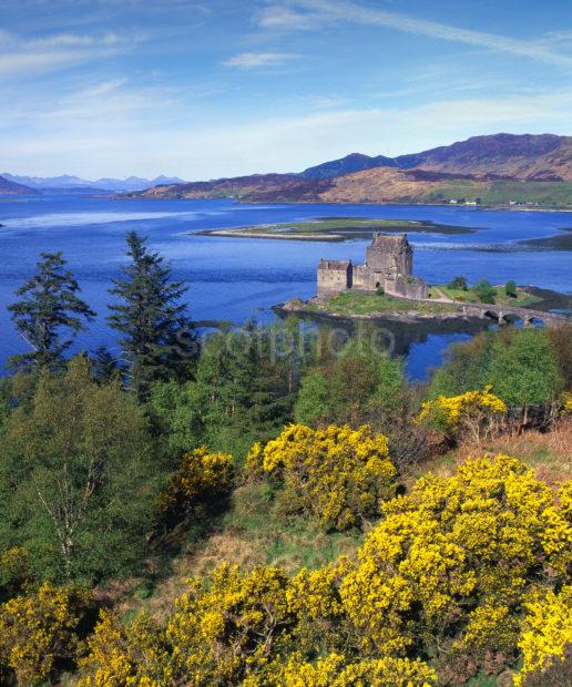 Eilean Donan Castle Gorse 2