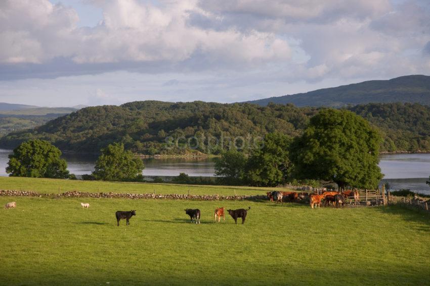 I5D4750 CATTLE GRAZING NR