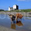 Highland Cows At Breachacha Castle Isle Of Coll