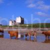 Highland Cows Are Seen Here Enjoying The Hot Summer Weather At Breachacha Castle On The Beautiful Island Of Coll Argyll