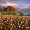 Turnip Field North Connel Loch Etive Side With Ben Cruachan Argyll