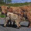 Highland Cow And Calf