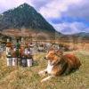 W169 Shetland Sheep Dog And Whiskey Glencoe