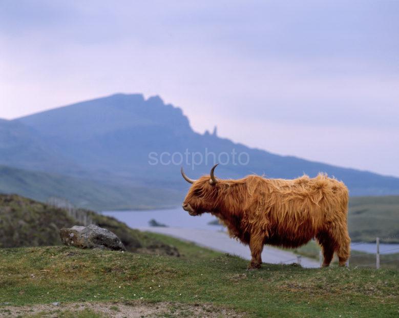 Highland Cow Poses Nr Loch Fada And The Storr Rock Trotternish Skye