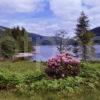 Spring On Shore Of Loch Dhughaill In Glen Carron Wester Ross