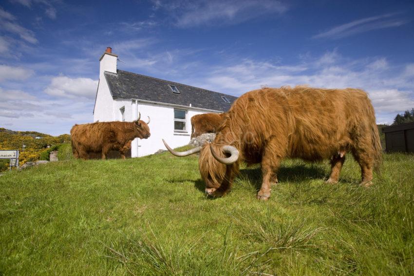 WY3Q7373 Highland Cows Explore Duirnish