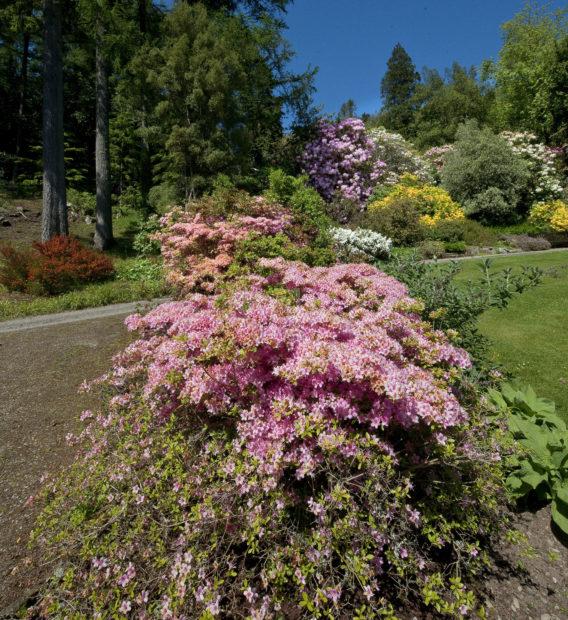 Another Corner Of Arduaine Gardens