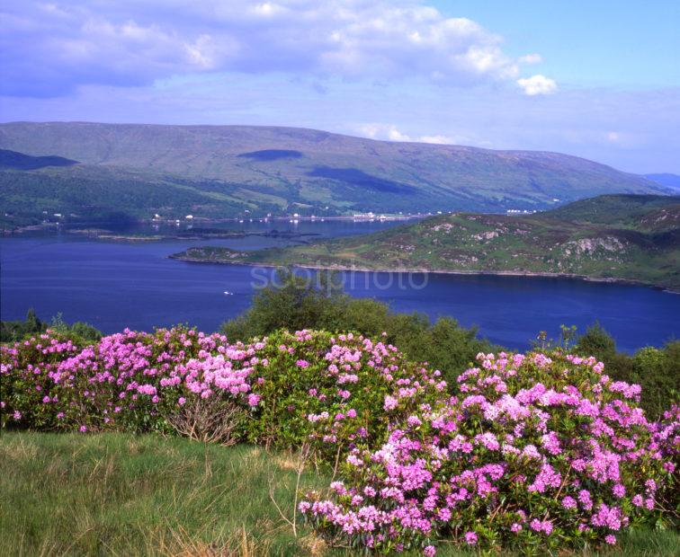 Early Summer View Across Kyles Of Bute From Tighnabruich Road