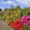 Ardmaddy Gardens Argyll