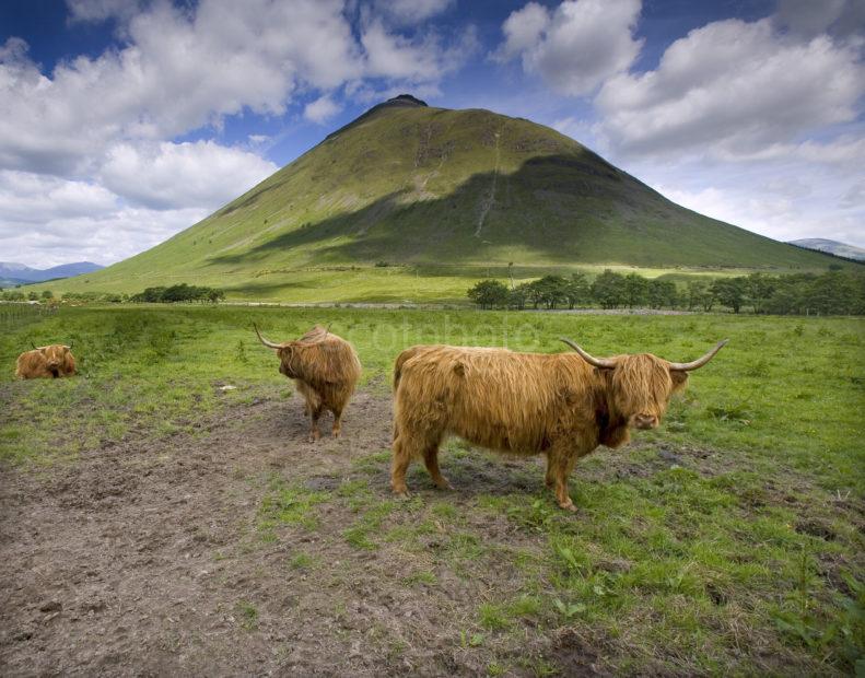 WY3Q0707 Highland Cows Glen Auch By Tyndrum